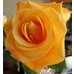 Photo - 'Anniversary Rose'